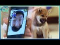 Download Dear My Human 유재환, 시바 명수 핑계로 진짜 명수 디스작렬?! 171103 EP.8 Dear My Human 유재환, 시바 명수 핑계로 진짜 명수 디스작렬?! 171103 EP.8