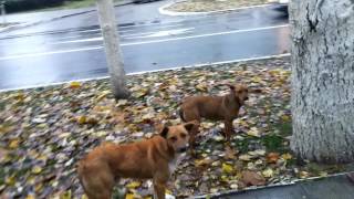 Видео Бендеры улица Суворова после дождя осень 2016 год от Вася Вино, улица Суворова, Бендеры, Молдавия