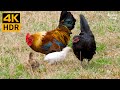 Cat TV for Cats to Watch 😺🐥 Cute birds and chickens on the farm 🐦 8 Hours(4K HDR)