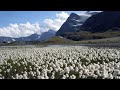 Sentinella della biodiversità al Parco Nazionale del Gran Paradiso