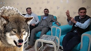 Karşimda Kurt Ve Çoban Köpekleri̇ Bi̇rbi̇ri̇ne Gi̇rdi̇ Şaha Kalktilar Dedi̇ Kurt Boğan Kangal, Malakli