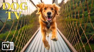DOG TV: Evde Tek Başına Kaygılı Köpekler için En İyi Eğlence su - Köpekler için 
