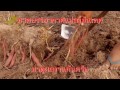สารปรับสภาพดินตราดวงแก้ว