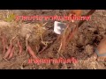 สารปรับสภาพดินตราดวงแก้ว