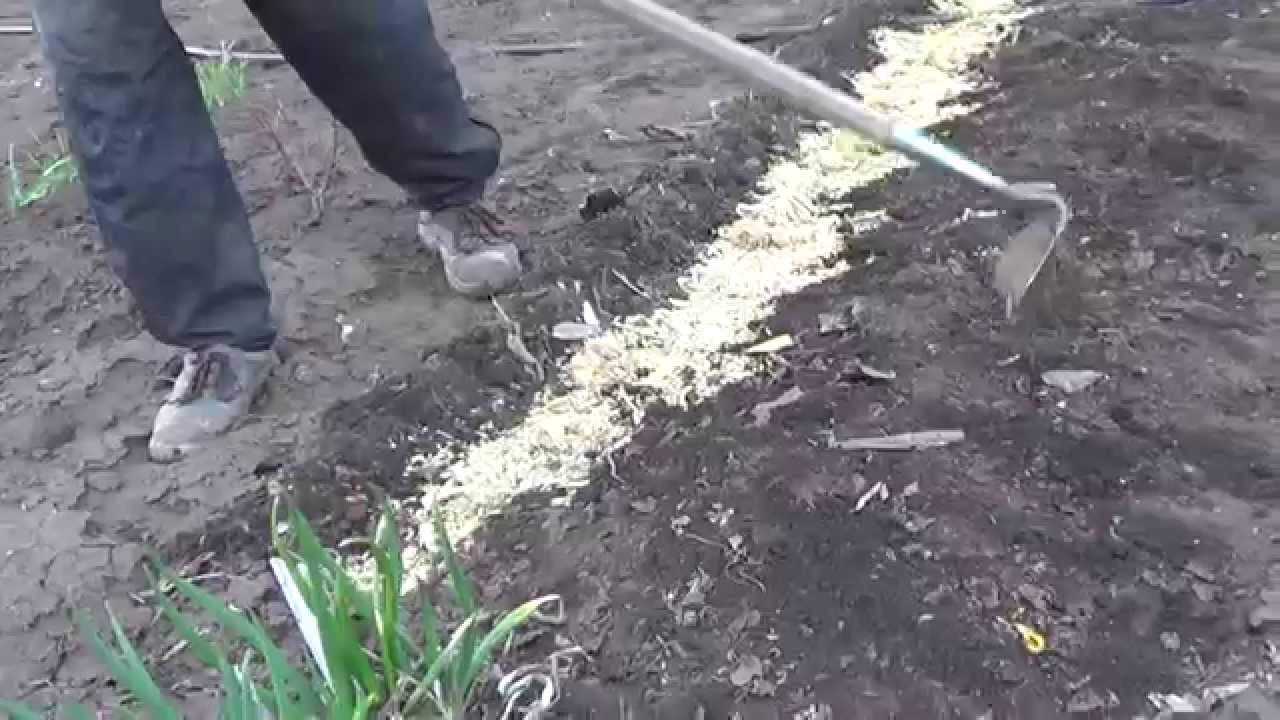 Видео-лук-посадка и уход Видео-лук-посадка и уход