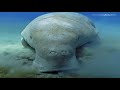 Best Top 10 World's Weirdest Endangered Species