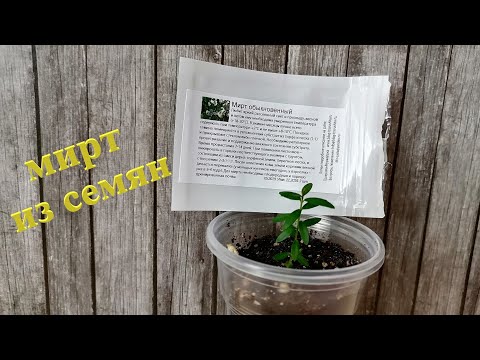 Мирт: посев семян и выращивание