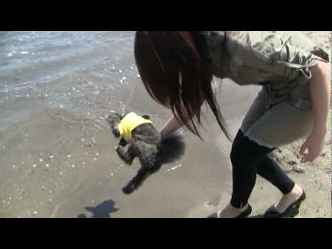 もがく・・・ＭＩＸ犬くろまめ！