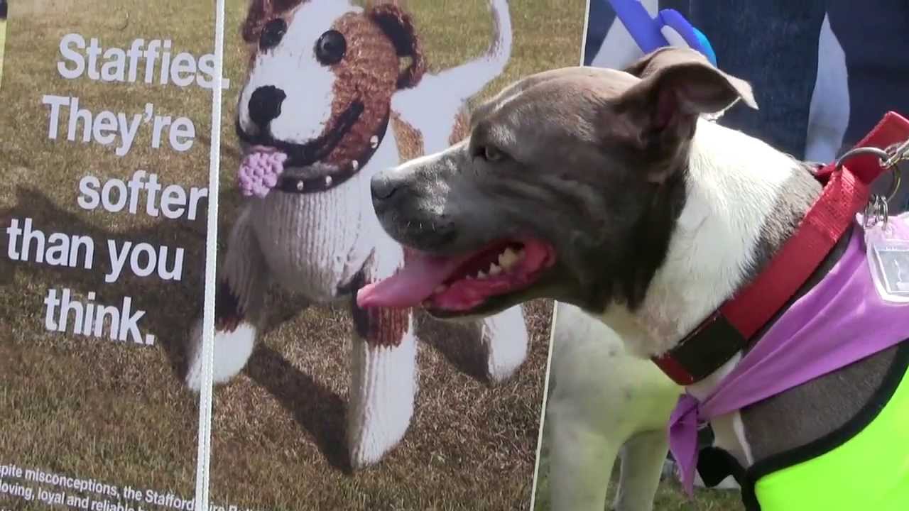 Battersea Dogs Cats Home Old Windsor Fun Day Battersea Dogs Cats Home Old Windsor Fun Day
