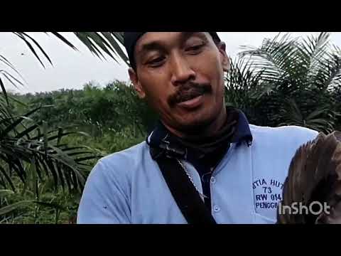 berburu mantap banyak mas bro alhamdulilah #sniperkoplak857#