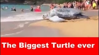 The Biggest Turtle you have ever seen|WEIRDEST turtle in the world