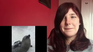 Try Not To Laugh Challenge 24 By Adiktheone Reaction Parareact Reupload