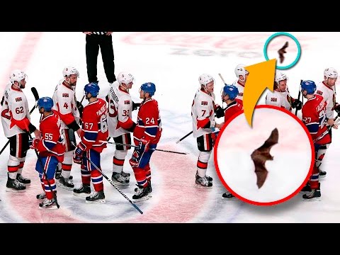 Топ-10 появлений животных на хоккее Топ-10 появлений животных на хоккее