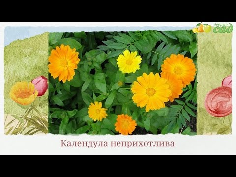 Календула выращивание на продажу 89