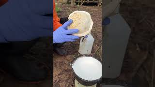 Rubber Tree Plant