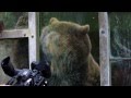 Träume der Wildnis - VIER PFOTEN befreit Bären aus Gefangenschaft
