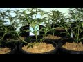 medical marijuana grow / www.limbo-co.com