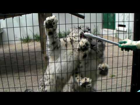 Snow Leopard  ユキヒョウ一家のおやつタイム　円山動物園