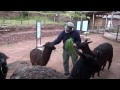 Jesse's Peru Adventure