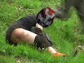 EvilDaedalus