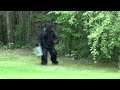 URINATING BIGFOOT CAUGHT ON VIDEO