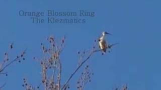 Watch Klezmatics Orange Blossom Ring video