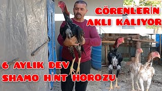 Damızlık Shamo Hint Horozu Aldı.üretime Başladı. Hint Horozu Yetiştiriciliği.