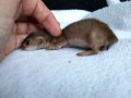 Stoat - Natural History - Article Index Stoat - Natural History - Article Index