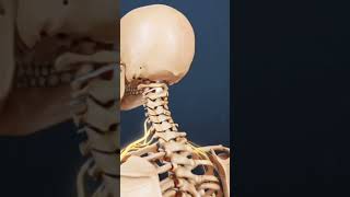 Nerve Damage After Whiplash What You Need To Know