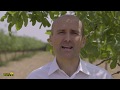 La Polinización En El Pistachero - IberoPistacho