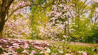 HD flower video | Amazing nature | Free HD videos - no copyright