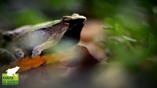 El bosque nativo de Neltume, Hogar de la Ranita de Darwin
