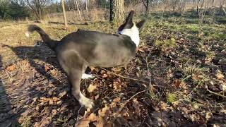 Owczarek Środkowoazjatycki I Jagdterrier Alabai And Jagdterrier