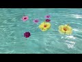 Ripple Reflections & Floating Flowers trailer