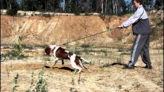 Apbt Never Say Never Milk Bounty Pit Must Survive 2 Года