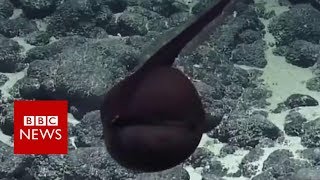 Big-mouthed eel gulps for the camera - BBC News