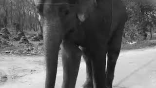Zara's condition with her current owner