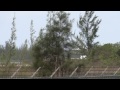 Sunwing Split Scimitar Winglet | Boeing 737-800 | C-FEAK | Nassau Bahamas klip izle