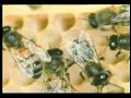 Dancing Honeybee Using Vector Calculus to Communicate