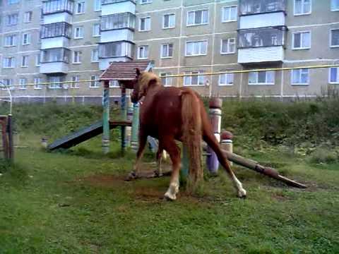 Дрочит Коню Секс