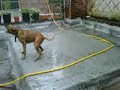 PitBull Rottweiler Boxer Shepherd Dog Fighting