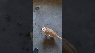 El Gato Miau