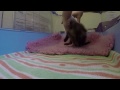 Excited baby fox cub attacks GoPro!