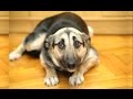 Funny Dogs Who Don't Want To Take A Bath - Try Not To Laugh [...