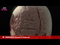 How Does Cocaine Affect The Brain? - How Drugs Work, Cocaine, Preview - BBC Three