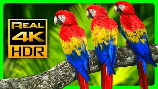 Разноцветные Попугаи Ара В 4K Hdr 🐦Красивые Птицы И Расслабляющие Лесные Звуки.