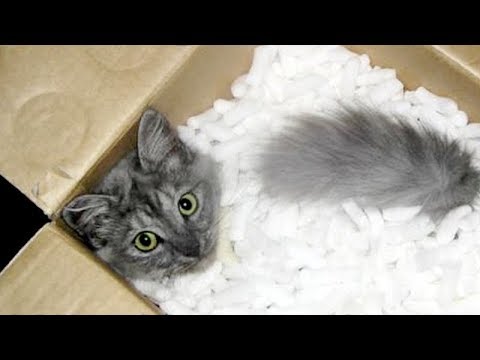 Are you TOUGH ENOUGH TO HOLD YOUR LAUGH? - Best FUNNY ANIMAL compilation
