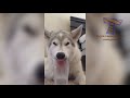 Are you TOUGH ENOUGH TO HOLD YOUR LAUGH? - Best FUNNY ANIMAL compilation