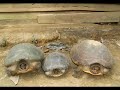 Will painted terrapin survive?