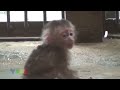 Poor Baby Monkey Best Of images Poor Baby Monkey Best Of
